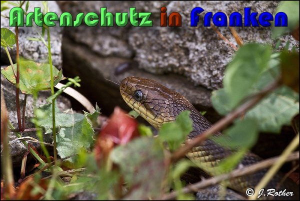 Bild zum Eintrag (1135921-160)