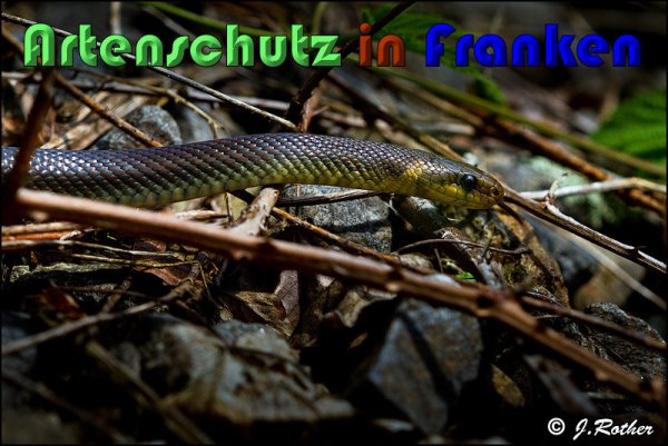 Bild zum Eintrag (1135922-160)