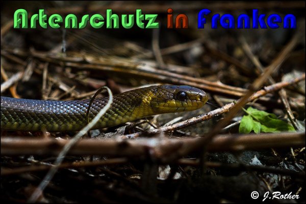 Bild zum Eintrag (1135923-160)