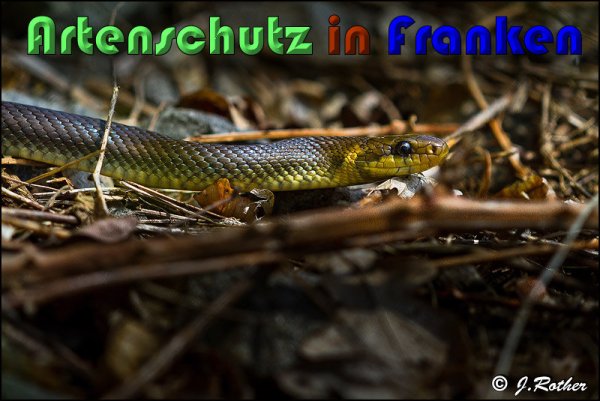 Bild zum Eintrag (1135924-160)