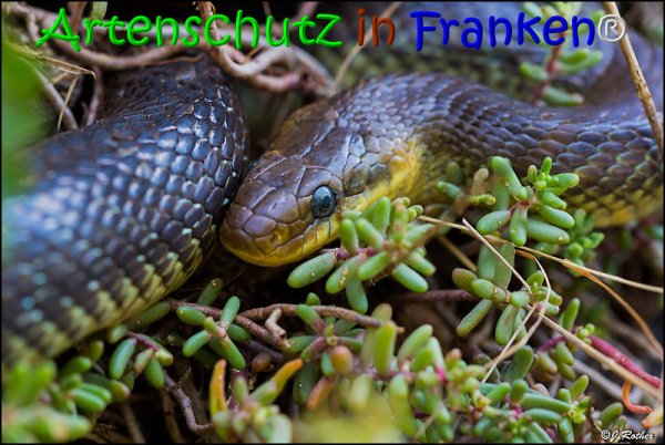 Bild zum Eintrag (1135931-160)