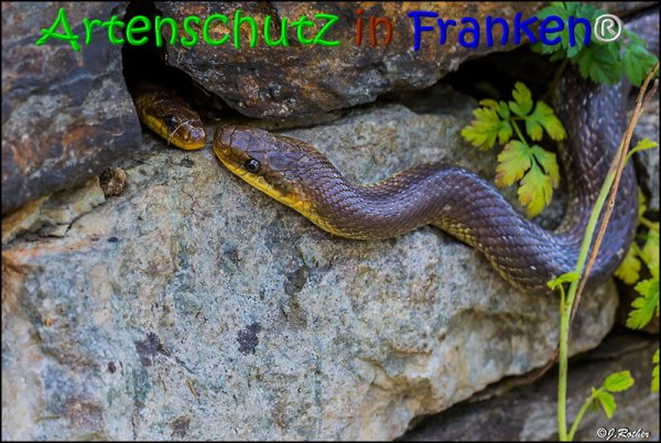 Bild zum Eintrag (1135935-160)