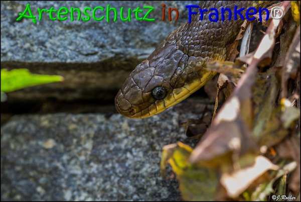 Bild zum Eintrag (1135937-160)