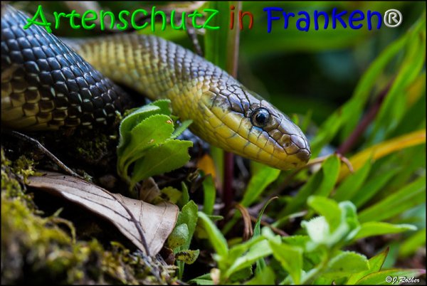 Bild zum Eintrag (1135940-160)