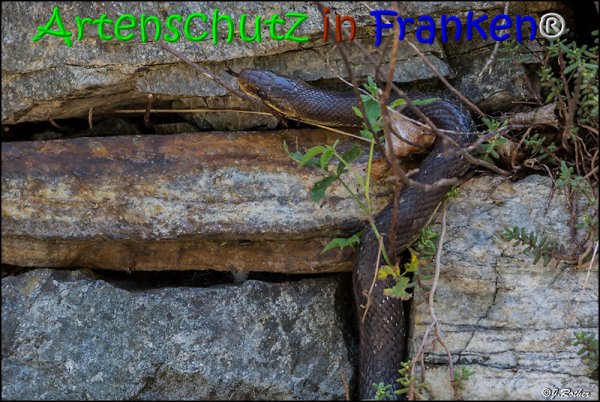 Bild zum Eintrag (1135942-160)