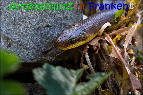 Bild zum Eintrag (1135943-160)