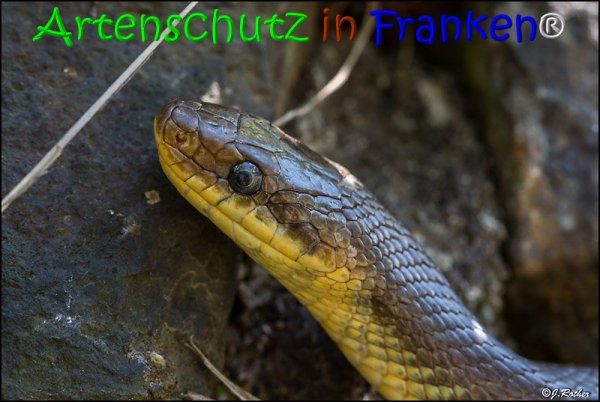 Bild zum Eintrag (1135944-160)