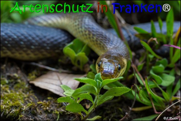 Bild zum Eintrag (1135945-160)