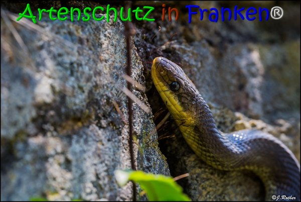 Bild zum Eintrag (1135946-160)