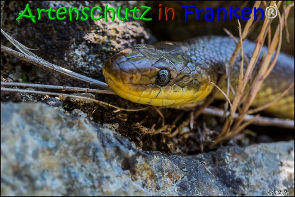 Bild zum Eintrag (1135947-160)