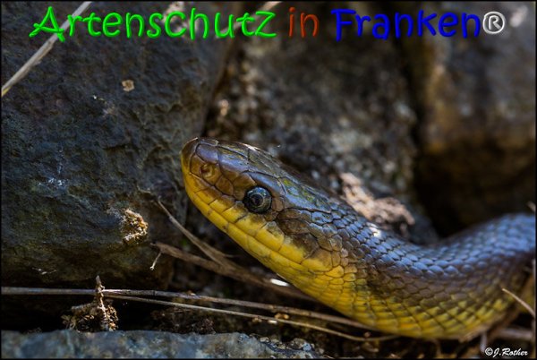 Bild zum Eintrag (1135948-160)