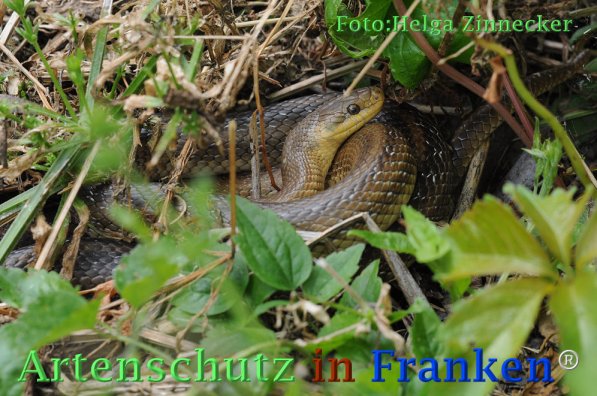 Bild zum Eintrag (1135949-160)