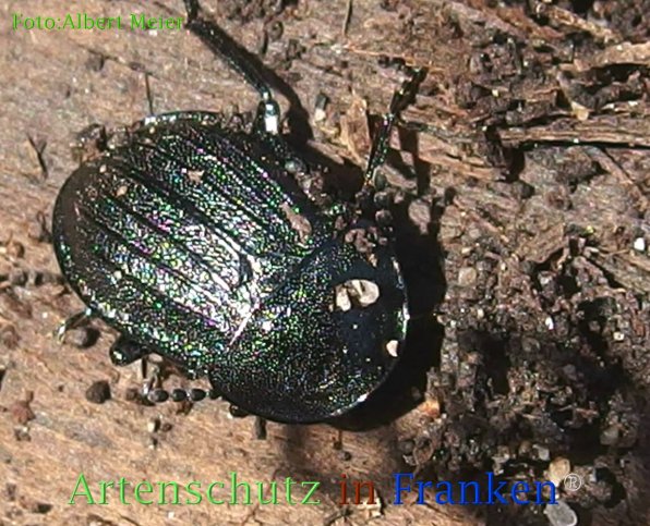 Bild zum Eintrag (1135954-160)