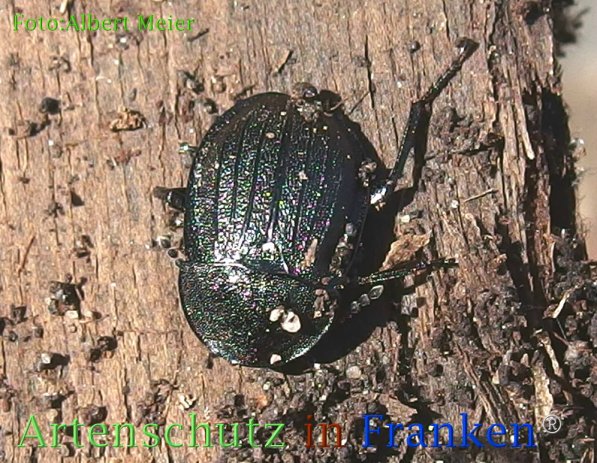 Bild zum Eintrag (1135955-160)