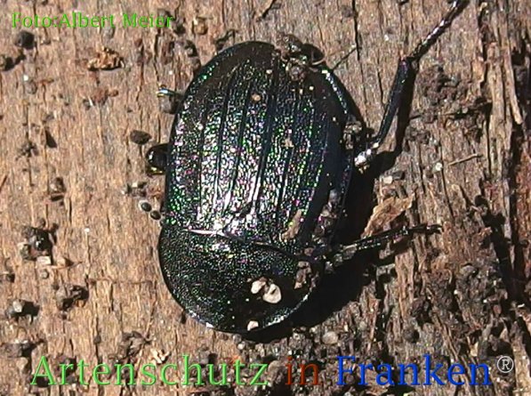 Bild zum Eintrag (1135956-160)