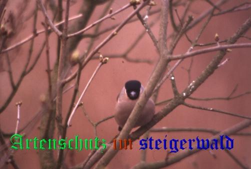 Bild zum Eintrag (1136000-160)