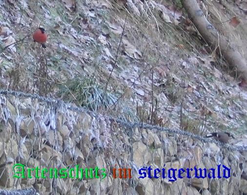 Bild zum Eintrag (1136003-160)