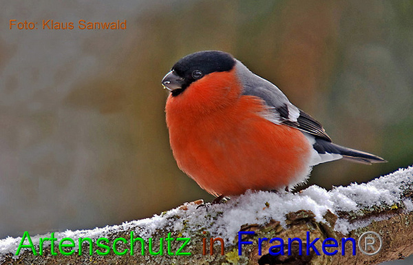 Bild zum Eintrag (1136012-160)