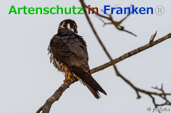 Bild zum Eintrag (1136022-160)