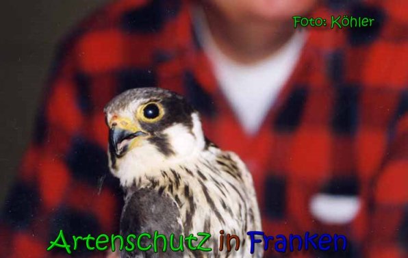 Bild zum Eintrag (1136024-160)