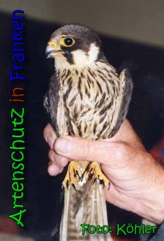 Bild zum Eintrag (1136025-160)