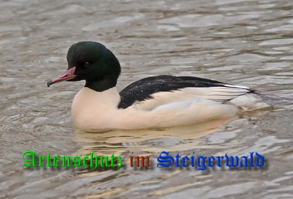 Bild zum Eintrag (1136046-160)