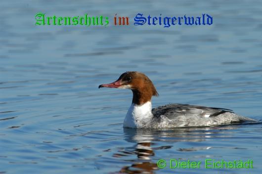 Bild zum Eintrag (1136048-160)