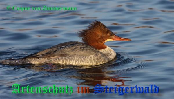 Bild zum Eintrag (1136050-160)