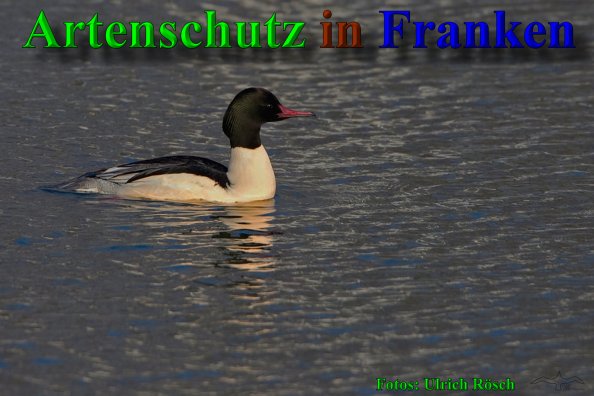 Bild zum Eintrag (1136051-160)