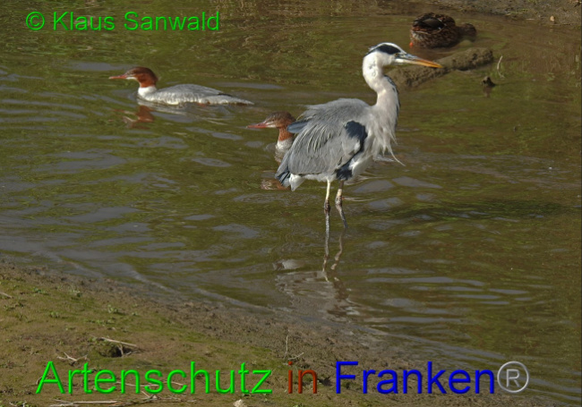Bild zum Eintrag (1136061-160)