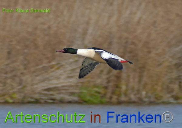Bild zum Eintrag (1136065-160)