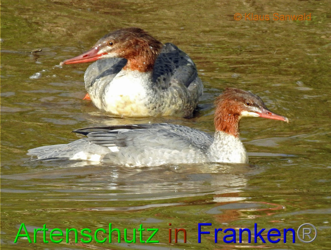Bild zum Eintrag (1136068-160)