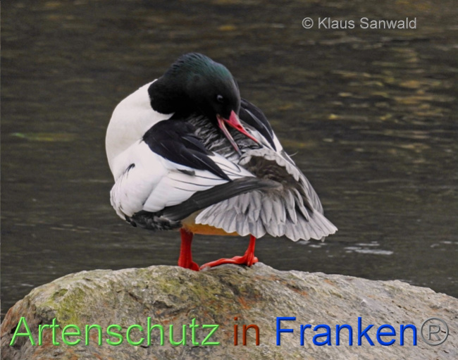 Bild zum Eintrag (1136070-160)