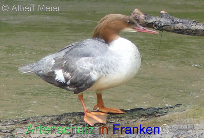 Bild zum Eintrag (1136071-160)