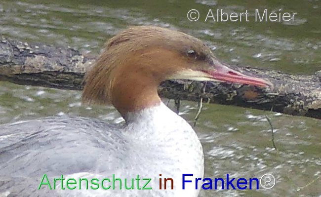 Bild zum Eintrag (1136072-160)