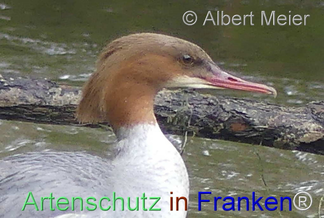 Bild zum Eintrag (1136077-160)