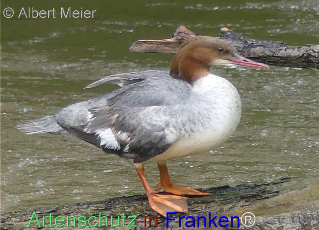 Bild zum Eintrag (1136078-160)