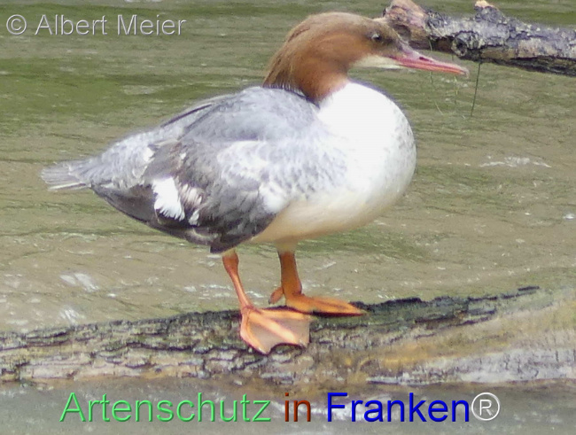 Bild zum Eintrag (1136079-160)