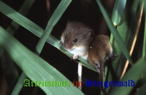 Bild zum Eintrag (1136085-160)