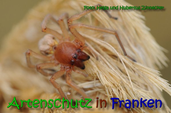 Bild zum Eintrag (1136116-160)