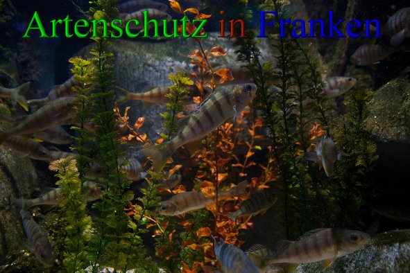 Bild zum Eintrag (1136127-160)