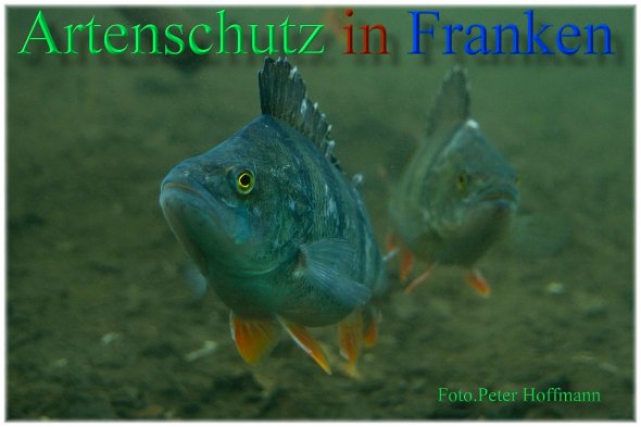 Bild zum Eintrag (1136128-160)