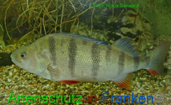 Bild zum Eintrag (1136129-160)