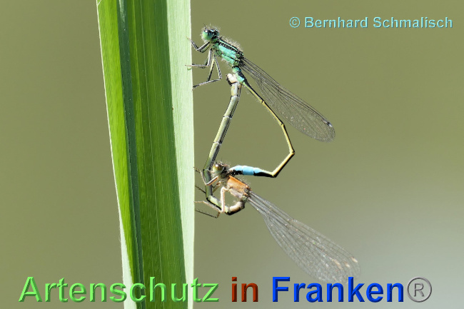 Bild zum Eintrag (1136138-160)