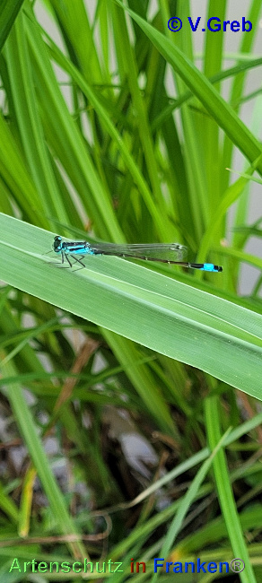 Bild zum Eintrag (1136140-160)