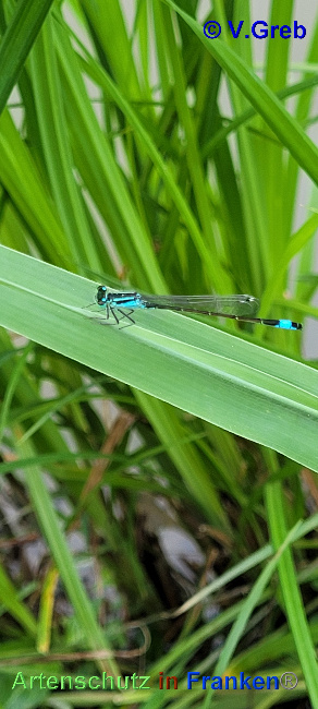 Bild zum Eintrag (1136142-160)