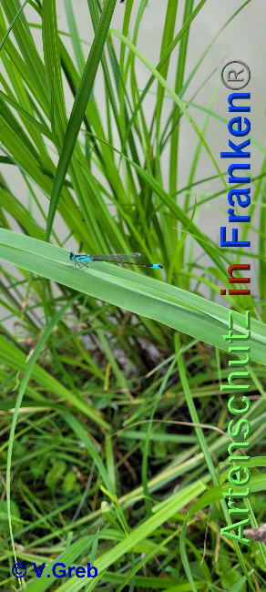 Bild zum Eintrag (1136144-160)