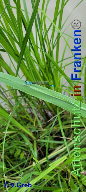 Bild zum Eintrag (1136145-160)