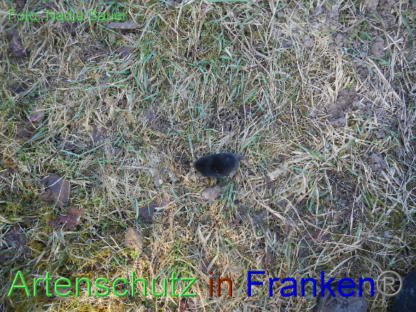 Bild zum Eintrag (1136209-160)