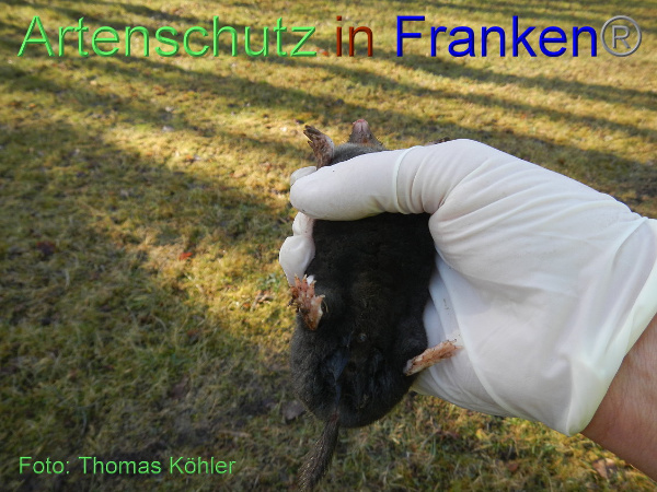 Bild zum Eintrag (1136216-160)